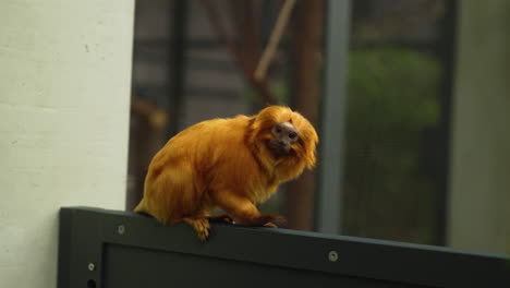 Goldener-Löwenäffchen-In-Menschlicher-Obhut-Im-Zoo