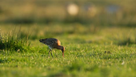 el godwit de cola negra en un campo de hierba