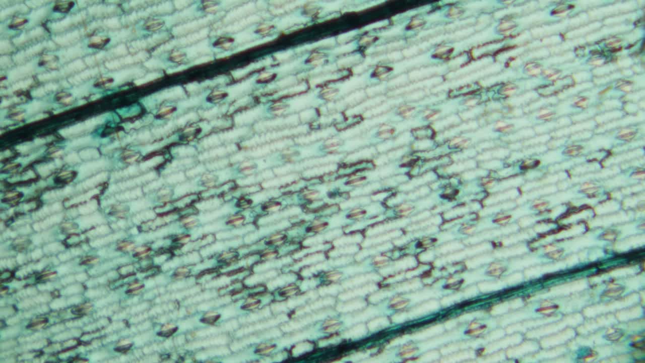 Microscopic View of Plant Epidermis and Stomata