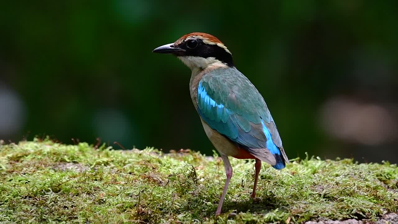 uno de los pittas más buscados y catalogado como una especie vulnerable