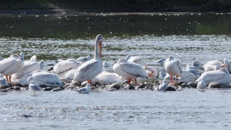 pelícanos blancos acicalados comparten aguas poco profundas de ríos rocosos con gaviotas
