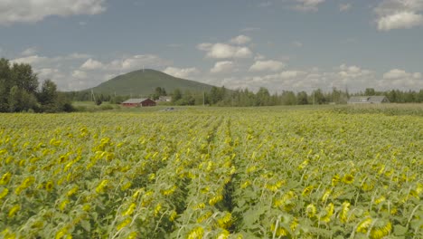 bright vibrant rows of sunflowers growing on farmland northern maine