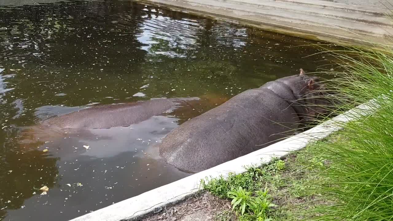 인공 연못의 하마