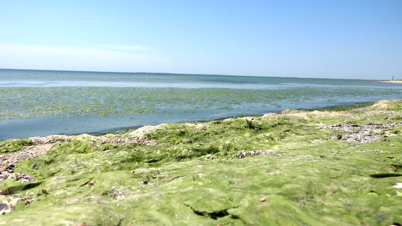 녹색 해조류가 오염된 바다