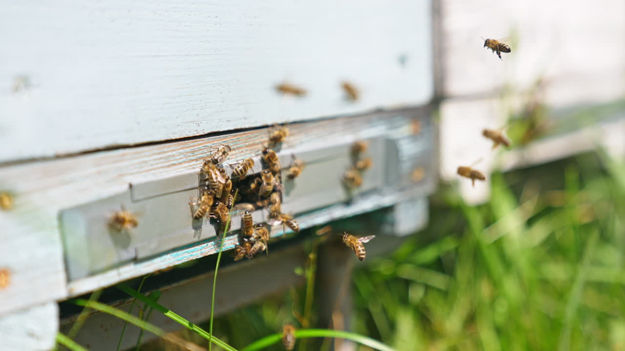 Working bees gathering around the entrance slot to a beehive. Close up. Blurred backdrop.