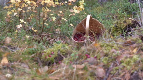 Basket-full-of-fresh-cranberries-on-mossy-forest-floor,-tilting-up-view
