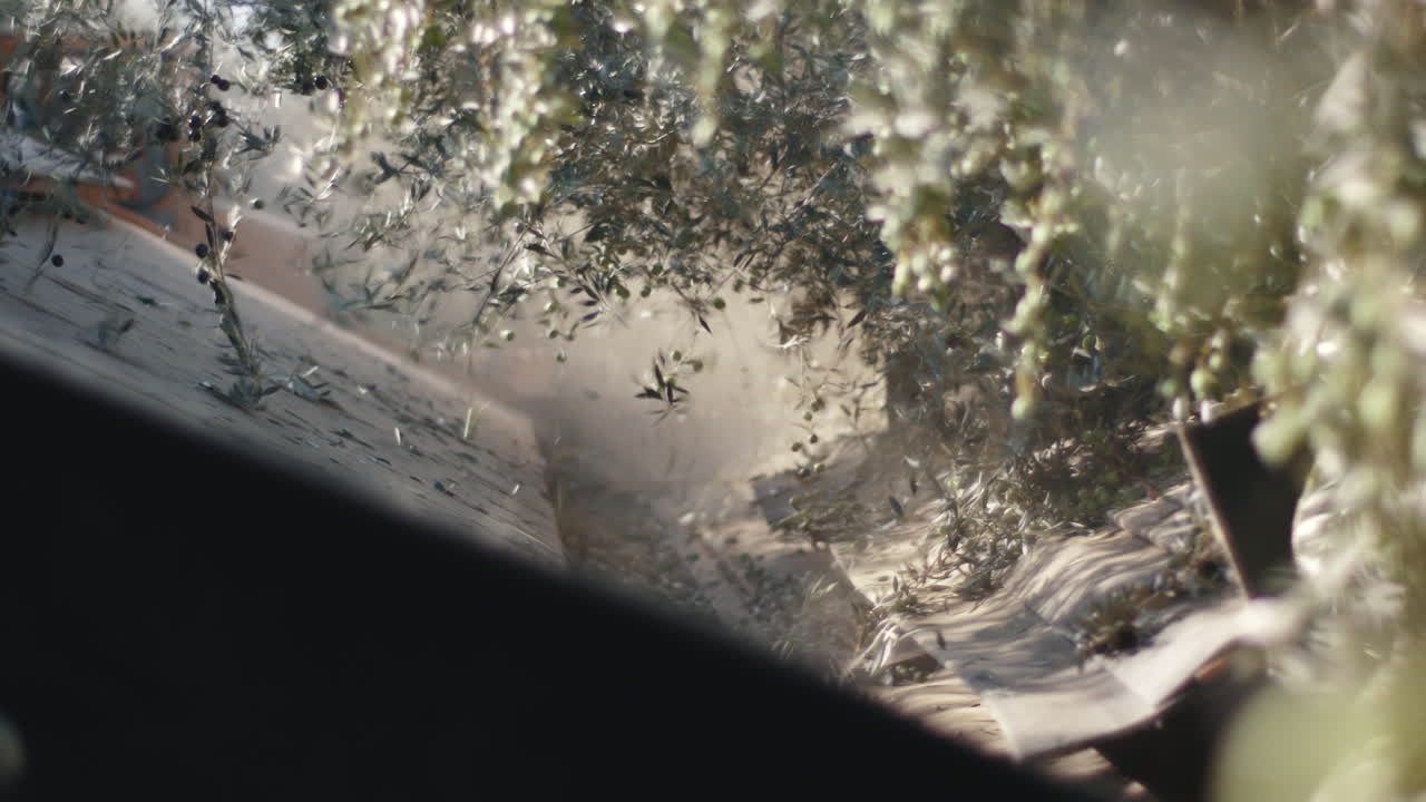 Olive Tree Branches with Olives