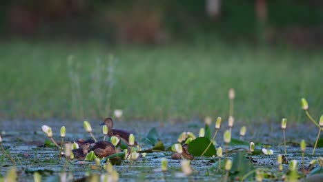 Kleine-Pfeifende-Ente-Badet-Im-Seerosenteich