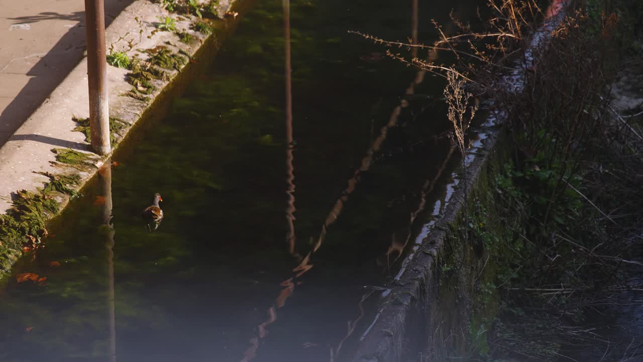 pato europeo comiendo y pescando