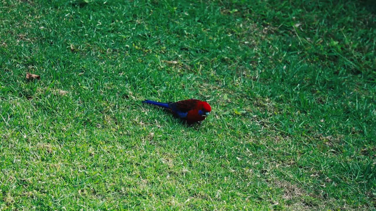호주의 노르폴크 섬을 가로질러 멋진 여행을 하는 동안 얼굴을 찾는 오래된 세계  ⁇ 무새인 크림슨 로셀라 플래티세르쿠스 엘레간스의  ⁇ 드헬드 사진