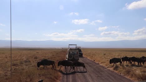 a herd of wildebeest, connochaetes taurinus or gnu marching across a road between safari vehicles during migration season in the ngorongoro crater tanzania