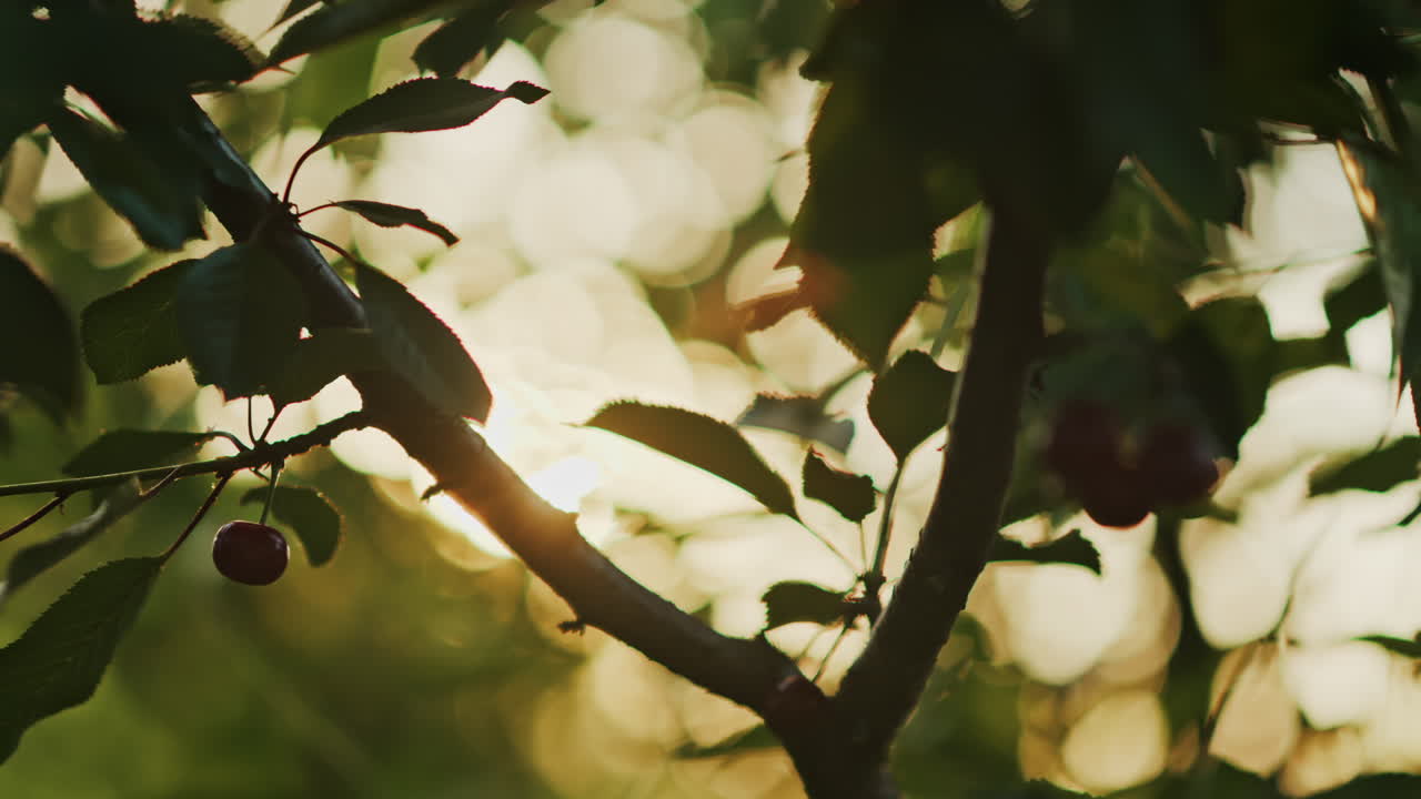 Close up of red cherries on a tree with the sun peaking through the leaves