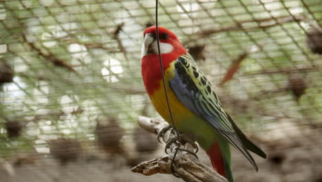 Rosella-Oriental-Colorida-Ubicada-En-Un-Santuario-De-Vida-Silvestre-En-Australia