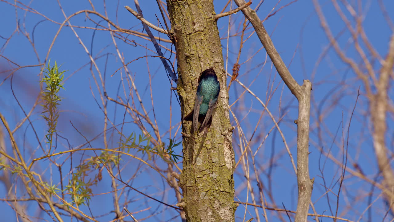 See every flutter: purple martins in detailed slow-mo during a spring flight.