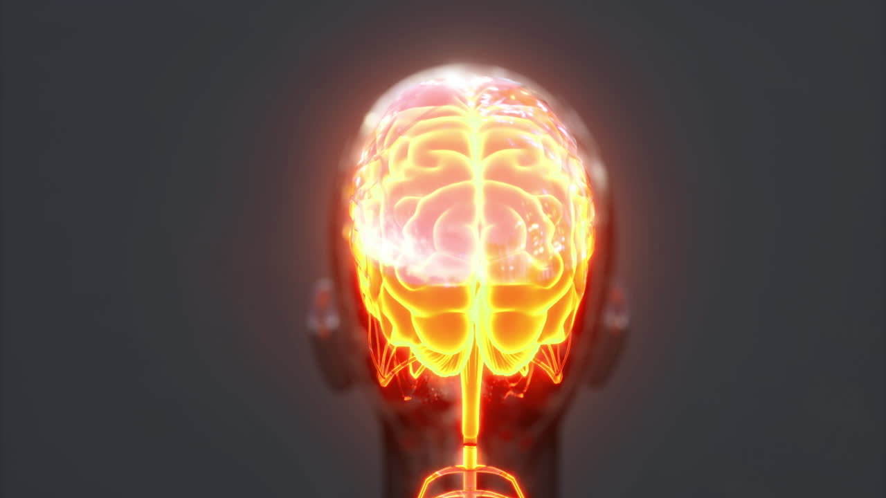 Detailed illustration of human brain anatomy showcasing neural connections