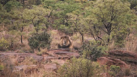 león soñoliento acostado sobre rocas en la sabana africana, plano general