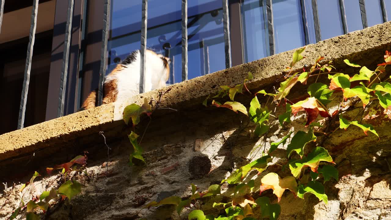Cat enjoying a sunny day on a balcony of the french Riviera, Grimaud, France
