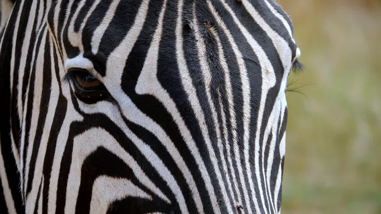 Close up shot A zebra head standing in a meadow surrounded by dozens of flies