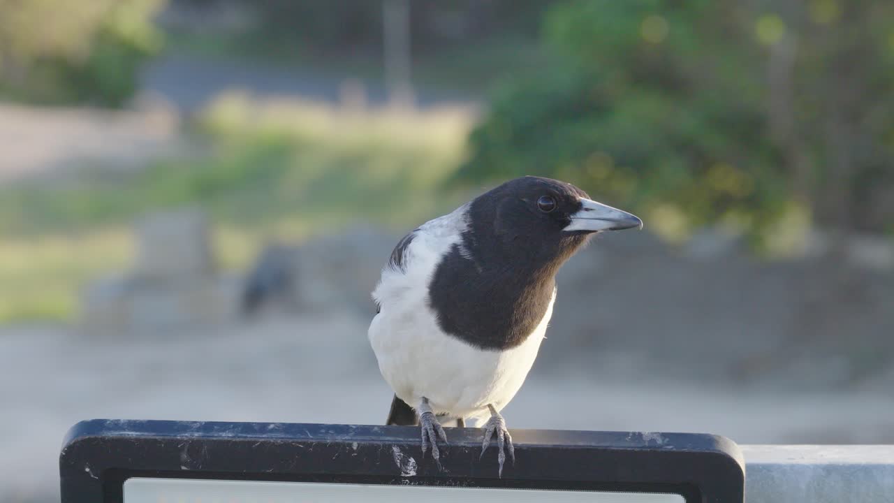 A magpie stands on a sign. The setting sun casts warm light, highlighting the bird's movements