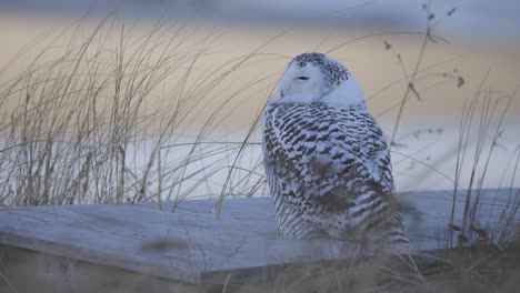 snowy owl resting on a wooden beam surrounded by coastal dune grasses in a winter shoreline setting in scarborough maine