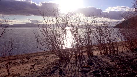 Establishing-shot-of-plants-growing-in-front-of-a-sunset-at-Lake-Tahoe