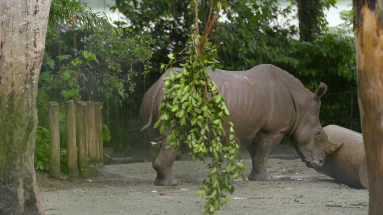 rinoceronte asiático jugando con juguete de piedra frotando cuerno bajo la lluvia en el zoológico de singapur