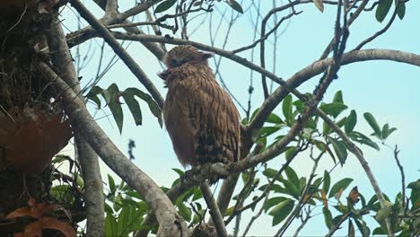 Perched-on-a-branch-of-a-tree,-a-juvenile-Buffy-Fish-Owl,-Ketupa-ketupu-is-preening-itself-to-clean-its-feathers