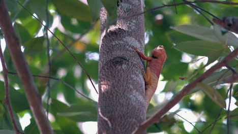 plano medio de un gran lagarto rojo trepando a un árbol en la selva.