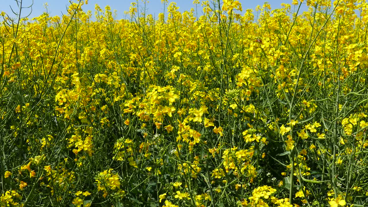 campos con colza en flor