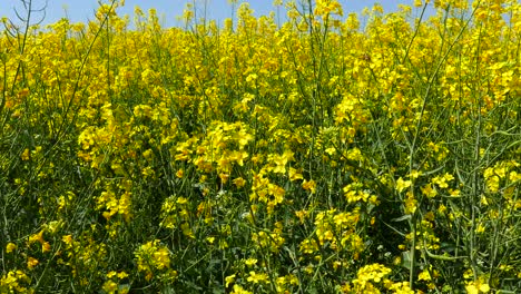 Campos-Con-Colza-En-Flor