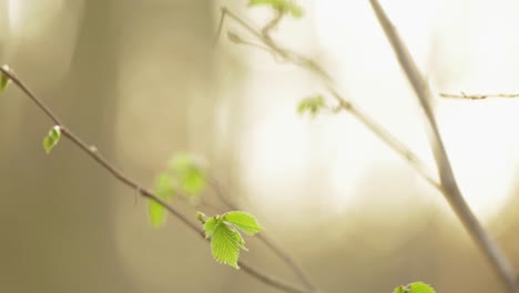 young green leaves of an elm tree growing on the twig - selective focus trucking shot
