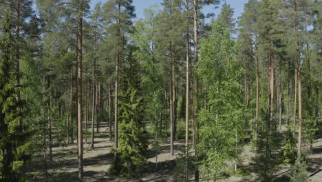 Drohnenansicht,-Die-Langsam-Zwischen-Den-Bäumen-Im-Wald-Abhebt