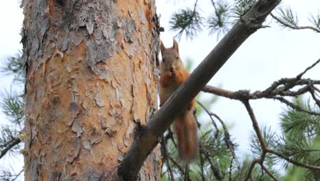 ardilla comiendo cono de pino en la rama de un árbol