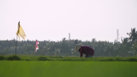 A-traditional-female-farm-worker-harvests-rice-by-hand-in-Vietnam-rice-paddy