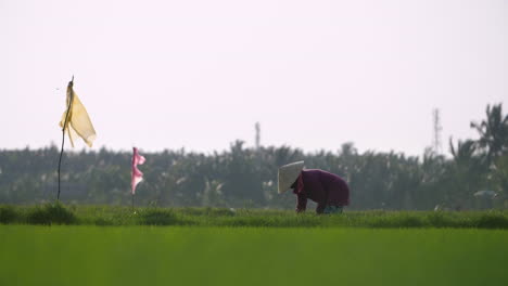 a traditional female farm worker harvests rice by hand in vietnam rice paddy