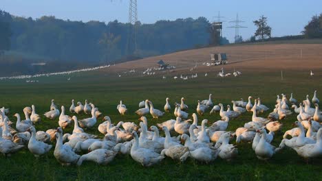 Gansos-Blancos-Volando-En-Una-Granja-De-Gansos-En-Alemania