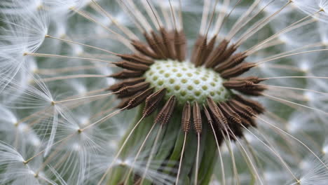 macro close-up of a dandelion seed head