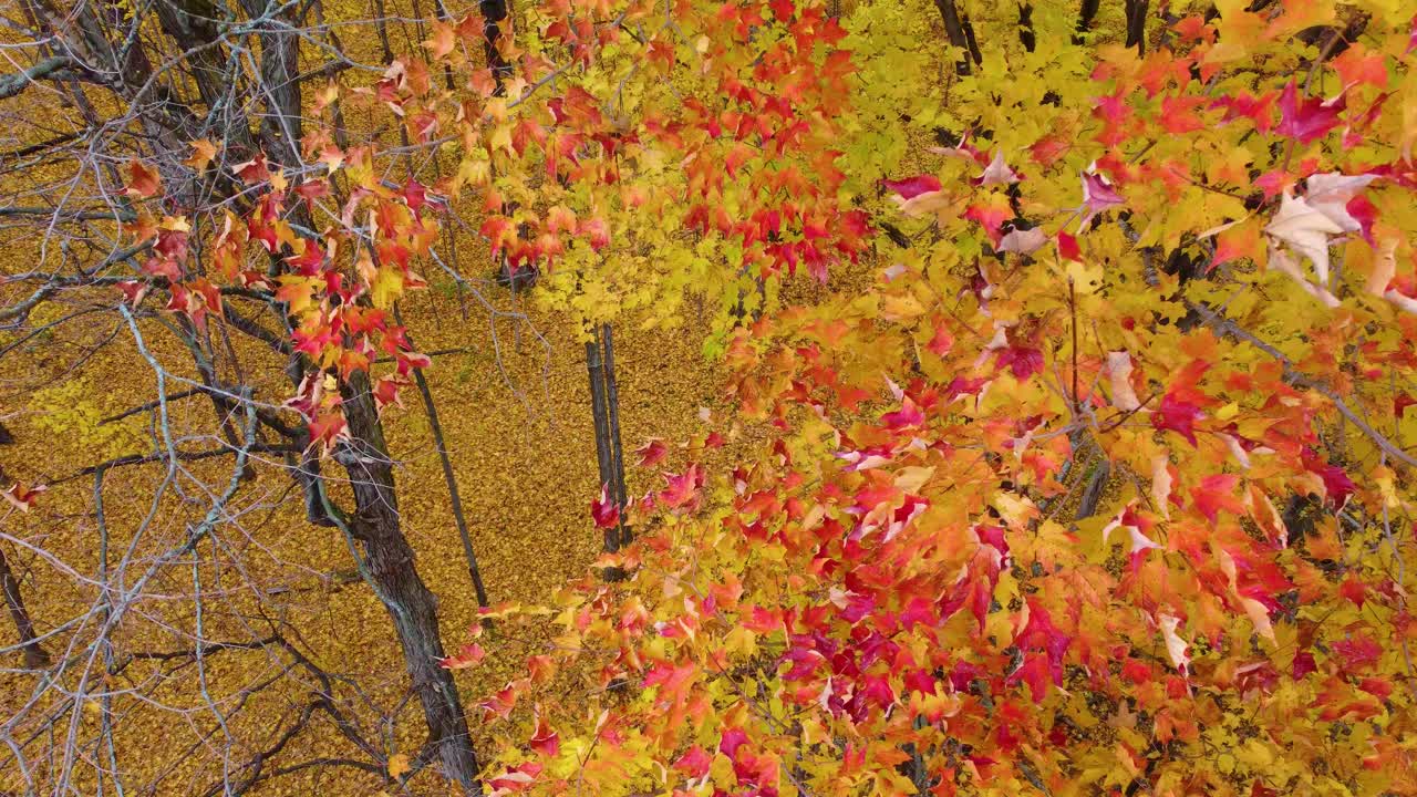 Red maple leaves autumn fall season forest woodland nature video aerial drone Canada