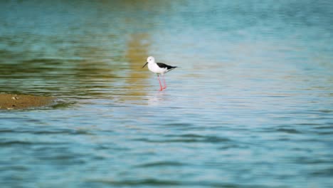 stilt birds in a pond