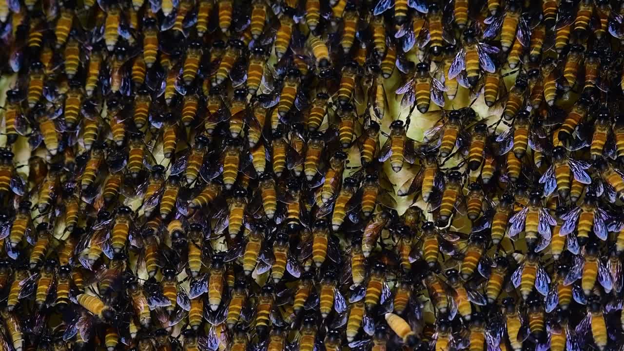 Giant Honey Bees are known to build large colonies of nest with symmetrical pockets made of wax for them to store honey as their food source