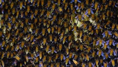 巨型蜜蜂 (giant honey bees) 建立了巨大的巢穴, 裡面有對稱的<unk>袋, 用來儲存蜂蜜作為食物來源.