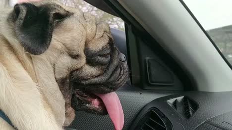 lindo cachorro pug disfrutando de un paseo en coche