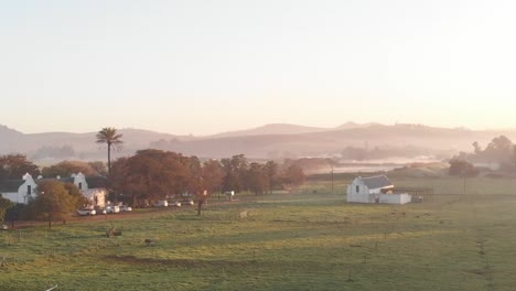 Crane-up-shot-of-cow-farm-showing-the-surrounding-of-the-farm-and-birds-passing-past-the-lens