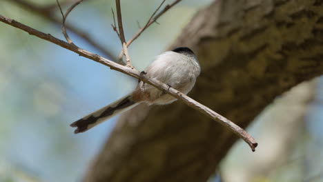 Long-tailed-Tit-or-Bushtit-Foraging-Perched-on-Tree-Branch