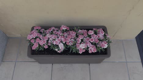 zoom out cute pink and white flowers in indoor planter next to yellow wall