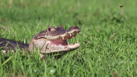 Young-crocodile-opening-its-mouth-to-thermoregulate-and-eliminate-body-heat