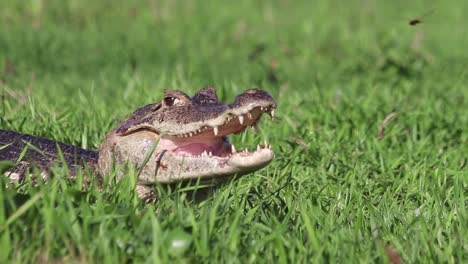 young crocodile opening its mouth to thermoregulate and eliminate body heat