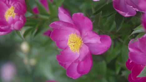 peony in bloom, soft pink petals glowing in spring sunlight. vertical view from above, nestled in a garden full of life and fresh greenery.