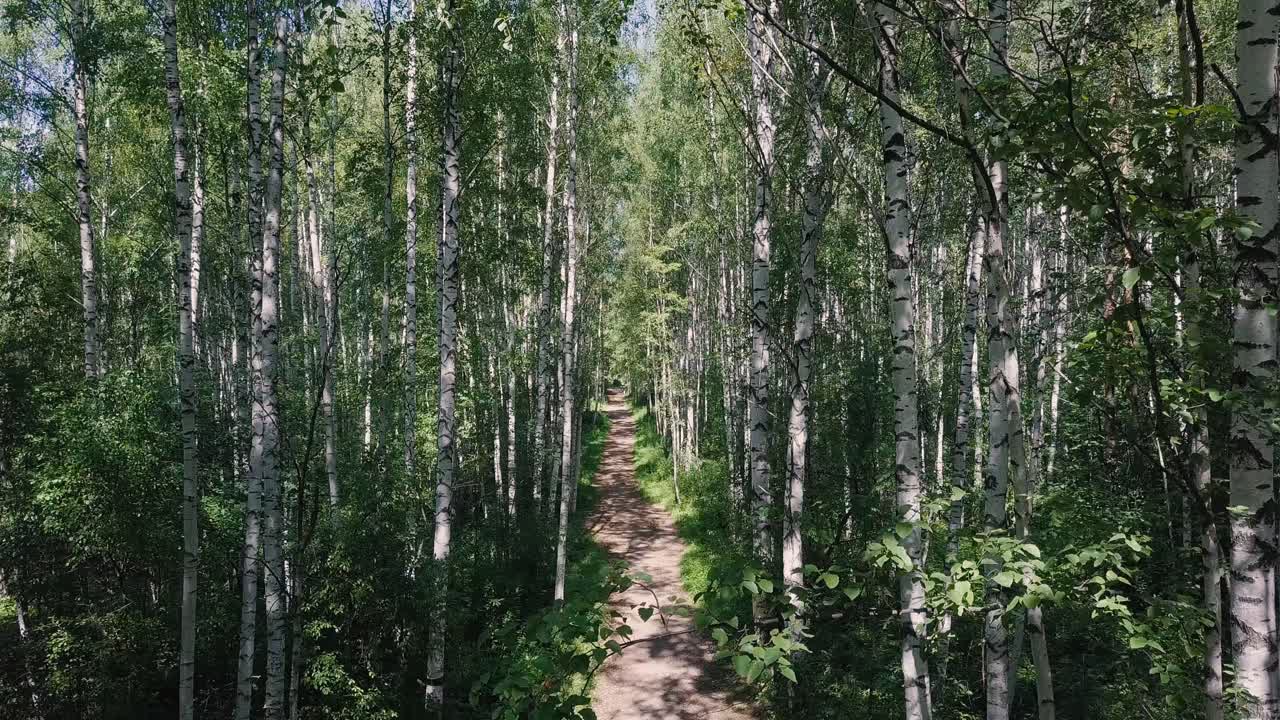 camino del bosque de abedul en un día soleado