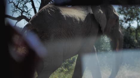 elephant seen from inside the tourist car interior walking in the wild of a national park